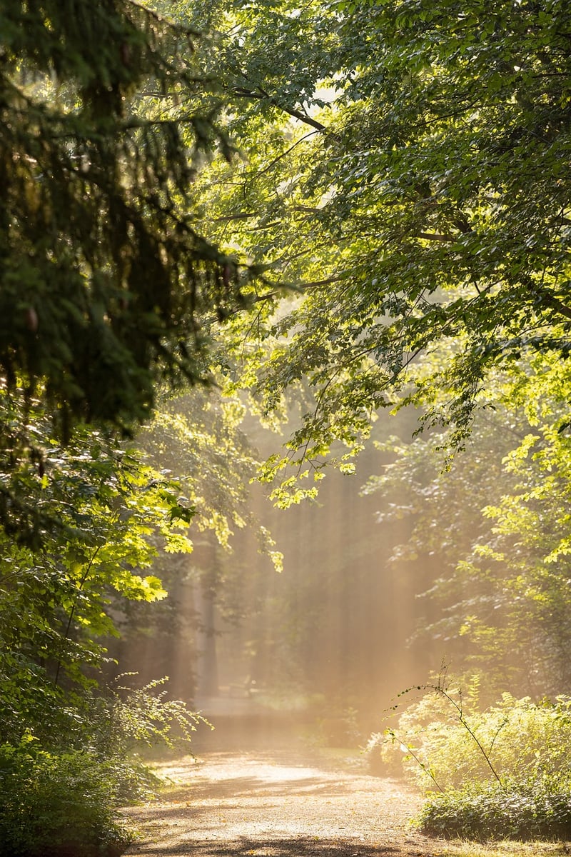 Forest Haven Retreat